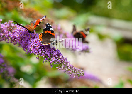 Peacock e Red admiral farfalle sulla boccola a farfalla Foto Stock