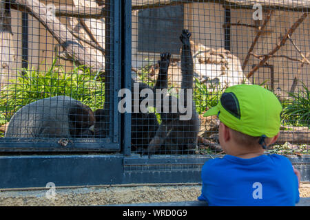 4 anni vecchio ragazzo guardando grigio lanosi scimmie nella loro gabbia allo zoo Foto Stock