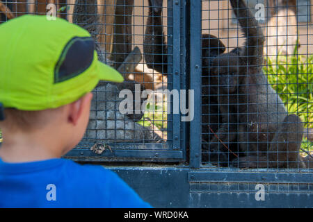 4 anni vecchio ragazzo guardando grigio lanosi scimmie nella loro gabbia allo zoo Foto Stock