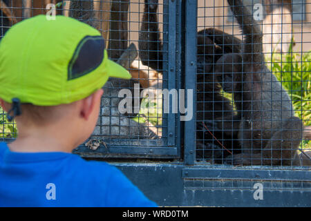 4 anni vecchio ragazzo guardando grigio lanosi scimmie nella loro gabbia allo zoo Foto Stock