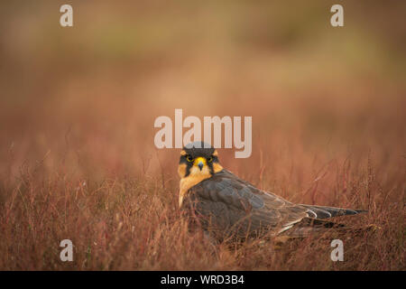 Aplomada falcon, Falco femoralis, captive in scrub a secco Foto Stock