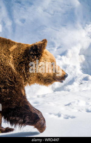 Eurasian l'orso bruno (Ursus arctos arctos) maestosamente camminando nel deserto austriache della regione alpina Foto Stock