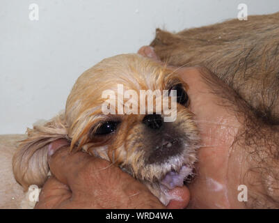 Le mani dell uomo la pulizia di un cane Foto Stock