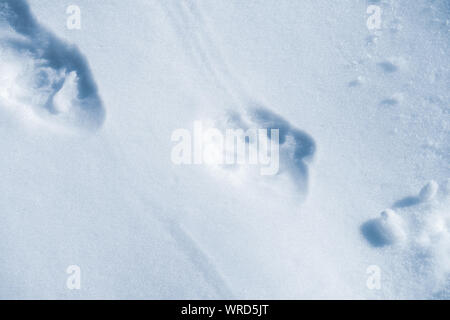 Le vie di un selvaggio Eurasian l'orso bruno (Ursus arctos arctos) nella neve profonda nel deserto austriache della regione alpina Foto Stock