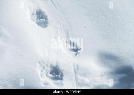 Le vie di un selvaggio Eurasian l'orso bruno (Ursus arctos arctos) nella neve profonda nel deserto austriache della regione alpina Foto Stock