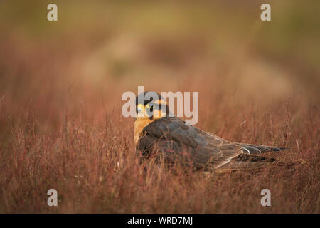 Aplomada falcon, Falco femoralis, captive in scrub a secco Foto Stock