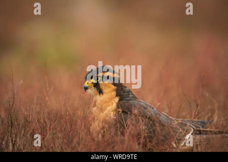 Aplomada falcon, Falco femoralis, captive in scrub a secco Foto Stock