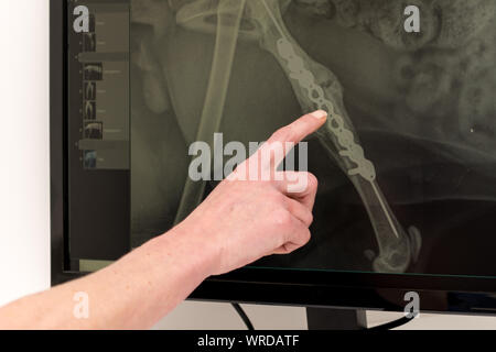 Verificare sullo schermo dopo X-ray. Rotto e inchiodato gamba di un cane Foto Stock