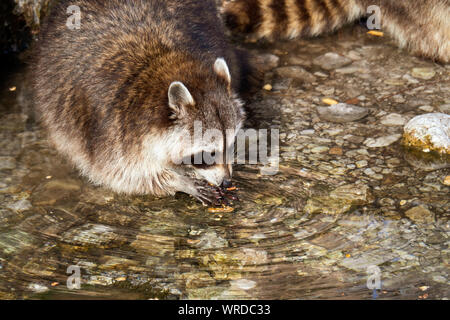 Raccoon con bella maschera per il viso a piedi attraverso un ruscello e piedi in acqua fredda Foto Stock