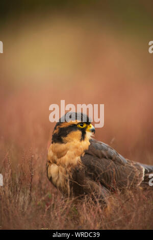 Aplomada falcon, Falco femoralis, captive in scrub a secco Foto Stock