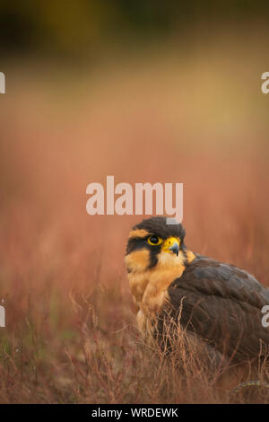 Aplomada falcon, Falco femoralis, captive in scrub a secco Foto Stock