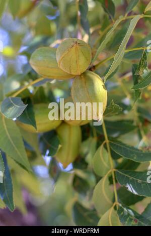 Noci Pecan verde appeso sulla struttura ad albero e ancora nella buccia. Foto Stock