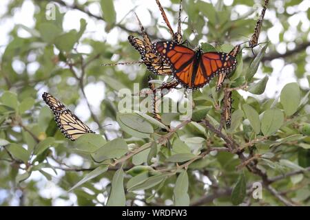 Numerose farfalle monarca fermarsi in un Live Oak tree durante la loro caduta la migrazione verso il Messico Foto Stock