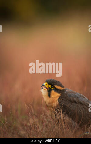 Aplomada falcon, Falco femoralis, captive in scrub a secco Foto Stock