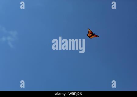 Farfalla monarca durante la migrazione cadere battenti contro un cielo blu Foto Stock