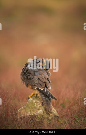 Aplomada falcon, Falco femoralis, captive in scrub a secco Foto Stock