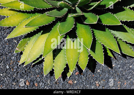 Jardin de Cactus (Cesar Manrique). Lanzarote, Isole Canarie. Spagna Foto Stock