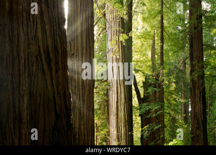 CALIFORNIA - rottura sole attraverso la mattina le nuvole e che brilla attraverso il Redwood alberi a Stout Grove in Jedediah Smith Redwoods State Park. Foto Stock