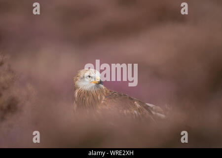 Aquilone rosso, Milvus milvus, aprire brughiera a inizio autunno Foto Stock