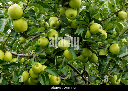 Mele biologiche appeso dal ramo di un albero in un giardino organico Foto Stock