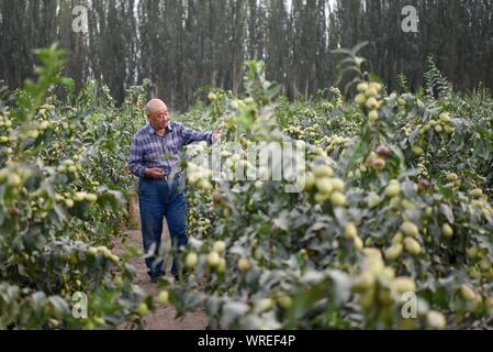 (190910) -- URUMQI, Sett. 10, 2019 (Xinhua) -- un agricoltore controlla la condizione di date in Qira County, a nord-ovest della Cina di Xinjiang Uygur Regione autonoma, Sett. 1, 2019. Molti abitanti locali nello Xinjiang hanno sollevato il loro stato di povertà attraverso piantagioni e bestiame. Negli ultimi cinque anni circa 1,89 milioni di persone a Kashgar, Hotan, Aksu e Kizilsu Kirgiz agitato fuori la povertà, riducendo la povertà rapporto organico dal 29,1 al 10,9 per cento nei quattro prefetture nel sud del Xinjiang. (Xinhua/Ding Lei) Foto Stock