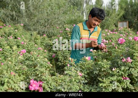 (190910) -- URUMQI, Sett. 10, 2019 (Xinhua) -- un agricoltore picks roses in Aral township di Hotan, a nord-ovest della Cina di Xinjiang Uygur Regione autonoma, Sett. 2, 2019. Molti abitanti locali nello Xinjiang hanno sollevato il loro stato di povertà attraverso piantagioni e bestiame. Negli ultimi cinque anni circa 1,89 milioni di persone a Kashgar, Hotan, Aksu e Kizilsu Kirgiz agitato fuori la povertà, riducendo la povertà rapporto organico dal 29,1 al 10,9 per cento nei quattro prefetture nel sud del Xinjiang. (Xinhua/Ding Lei) Foto Stock