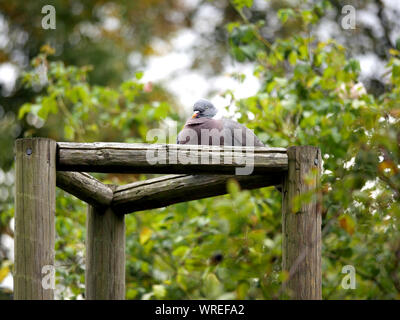 Colombaccio - Columba palumbus poggiante su un telaio di legno in Hyde Park Londra, Regno Unito Foto Stock