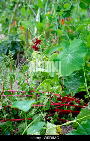 Verdure e fiori che crescono in un giardino di campagna nel luglio agosto 2019 Carmarthenshire Galles Regno Unito KATHY DEWITT Foto Stock