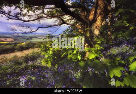 Bluebells a batteria Hill, vicino a Hastings, East Sussex, England, Regno Unito Foto Stock