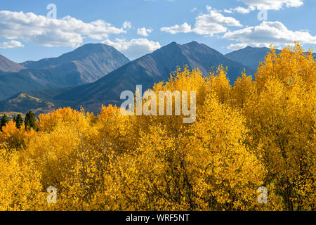 In Autunno le montagne - Golden aspen alberi che brilla in autunno sera la luce solare sulla parte anteriore delle ripide montagne della gamma Sawatch, Colorado, Stati Uniti d'America. Foto Stock