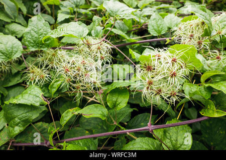 Uomo vecchio con la barba (Clematis vitalba) o viaggiatore la gioia di arrampicata seedheads arbusto crescente selvatici in un paese siepe in settembre. Wales, Regno Unito Foto Stock