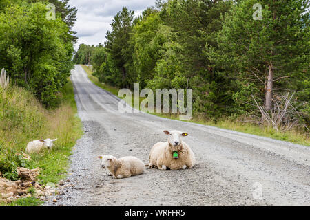 Pecore rilassante sulla strada in Norvegia e Scandinavia Foto Stock