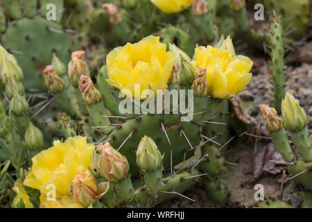 Schwarzbraundorniger Feigenkaktus, Feigenkaktus, Opuntie, Opuntia phaeacantha, ficodindia cactus, tulip ficodindia, deserto fichidindia Kaktus, K Foto Stock