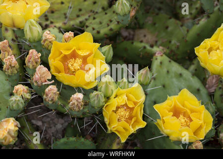 Schwarzbraundorniger Feigenkaktus, Feigenkaktus, Opuntie, Opuntia phaeacantha, ficodindia cactus, tulip ficodindia, deserto fichidindia Kaktus, K Foto Stock