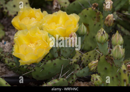 Schwarzbraundorniger Feigenkaktus, Feigenkaktus, Opuntie, Opuntia phaeacantha, ficodindia cactus, tulip ficodindia, deserto fichidindia Kaktus, K Foto Stock