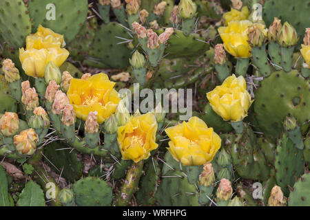 Schwarzbraundorniger Feigenkaktus, Feigenkaktus, Opuntie, Opuntia phaeacantha, ficodindia cactus, tulip ficodindia, deserto fichidindia Kaktus, K Foto Stock