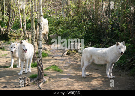 Lupo Bianco in un zoo in Francia Foto Stock