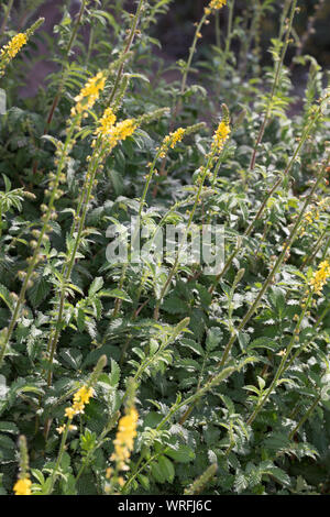 Odermennig, Kleiner Odermennig, Gewöhnlicher Odermennig, Gemeiner Odermennig, Agrimonia eupatoria, Agrimonia eupatorium, Agrimonia, comune agrimonia, ch Foto Stock