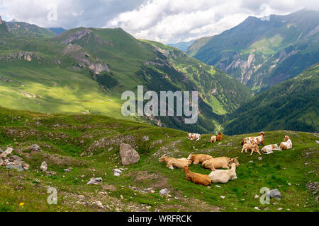 Gruppo di vacche sono in appoggio su un pascolo verde su uno sfondo di montagne, Alpi austriache, Grossglockner Strada alpina Foto Stock