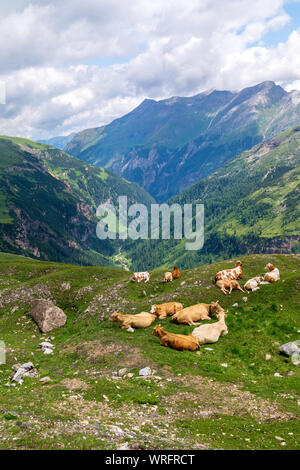 Gruppo di vacche sono in appoggio su un pascolo verde su uno sfondo di montagne, Alpi austriache, Grossglockner Strada alpina Foto Stock