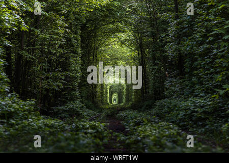 Una linea ferroviaria nel verde della foresta, tunnel naturale di amore formata da alberi. L'Ucraina Foto Stock