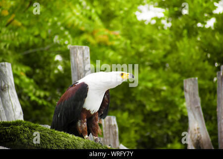 L'African fish eagle noto anche come il mare africano eagle o Haliaeetus vocifer addestrati per mezzo della falconeria, appollaiato su un ramo circa per volare Foto Stock