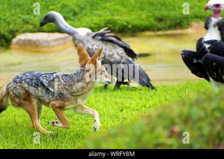 Nero-backed Jackal Lotta contro due bianco-guidato gli avvoltoi per il cibo. Gli sciacalli combattere fuori due avvoltoi per la propria quota, in esecuzione in grassfield. Africa 2019. Foto Stock