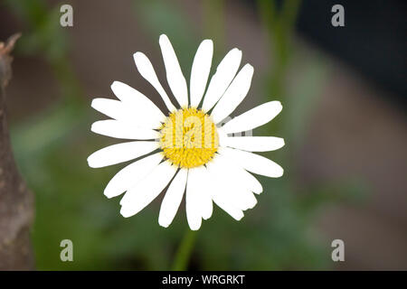 Oxeye daisy. Close-up shot. Sfondo sfocato. Foto Stock