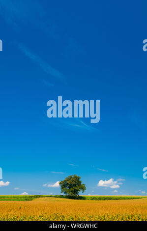 Lone Tree in un cornfield in Upstate New York, Stati Uniti d'America Foto Stock