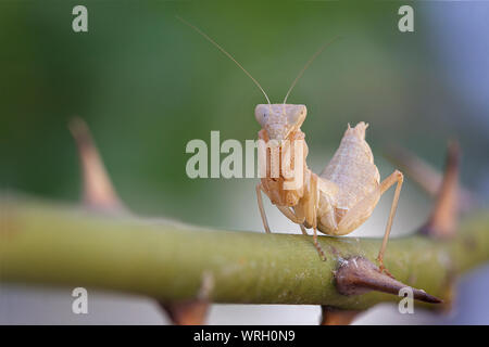 Mantide nana (ameles spallanzania), femmina Foto Stock