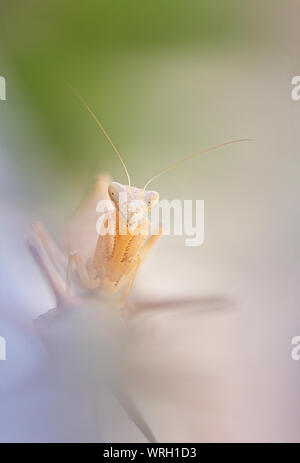 Mantide nana (ameles spallanzania), femmina Foto Stock