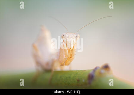 Mantide nana (ameles spallanzania), femmina Foto Stock