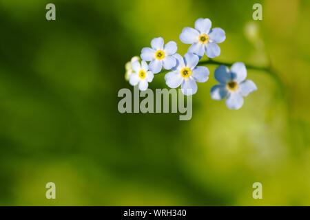 Infiorescenza di dimenticare-me-Middlesbrough su sfocate backround verde Foto Stock