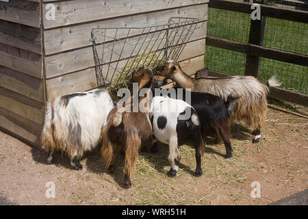 Gruppo di capre aventi il pranzo dal carrello di alimentazione a Hullabazoo farm in Whipsnade zoo Foto Stock